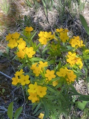 Lithospermum canescens
