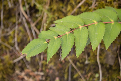 Berberis nervosa
