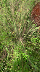 Eragrostis spectabilis