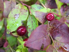 Vaccinium erythrocarpum