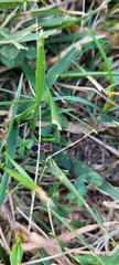 Lygaeus kalmii