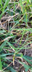 Lygaeus kalmii