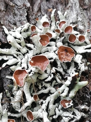 Hypogymnia imshaugii