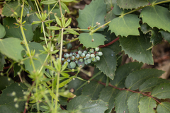 Berberis nervosa