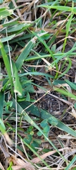 Lygaeus kalmii