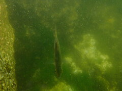 Cymatogaster aggregata