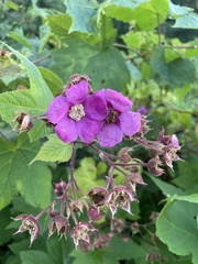 Rubus odoratus