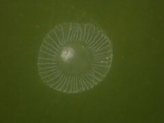 Aequorea victoria
