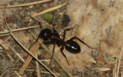 Camponotus ligniperda