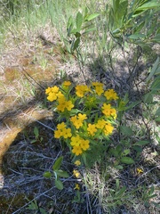 Lithospermum canescens