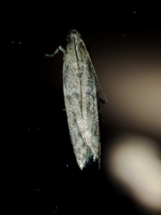 Pyraloidea
