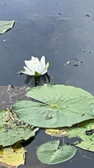 Nymphaea