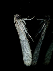 Pyraloidea