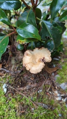 Agaricales