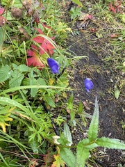 Aconitum delphiniifolium