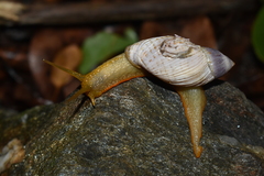 Plectostylus araucanus