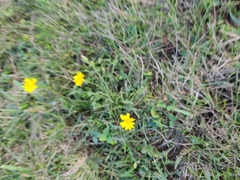 Scorzoneroides autumnalis