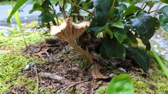 Agaricales