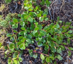 Arctostaphylos uva-ursi