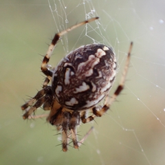 Neoscona adianta
