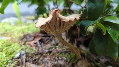 Agaricales
