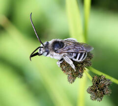 Melissodes denticulatus