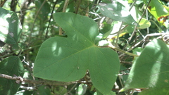 Ipomoea peteri