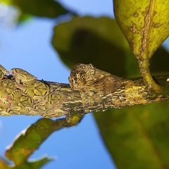 Metcalfiella