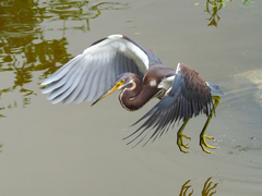 Egretta tricolor
