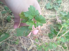Ribes oxyacanthoides