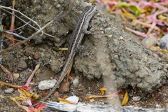 Sceloporus cowlesi