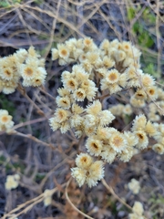 Pseudognaphalium californicum