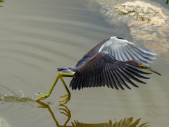 Egretta tricolor