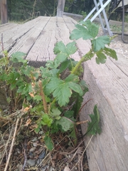 Ribes oxyacanthoides