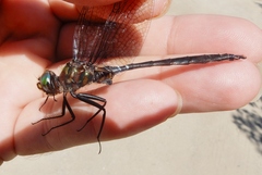 Somatochlora williamsoni