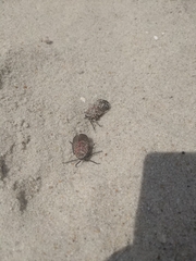 Lycorma delicatula