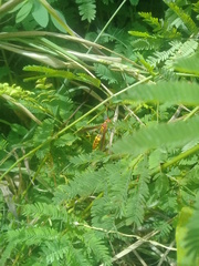 Polistes myersi