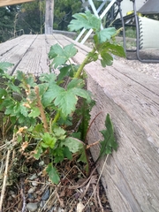 Ribes oxyacanthoides