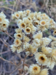 Pseudognaphalium californicum