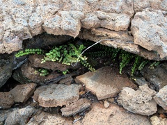 Asplenium trichomanes densum