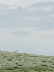 Buteo hemilasius
