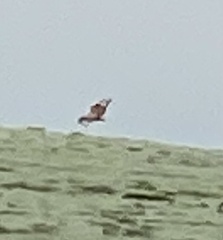 Buteo hemilasius