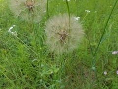 Tragopogon