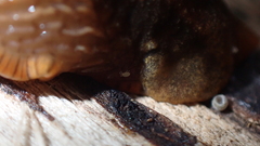 Riccardoella oudemansi