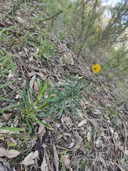 Xerochrysum viscosum