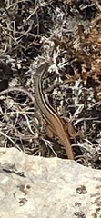 Psammodromus algirus