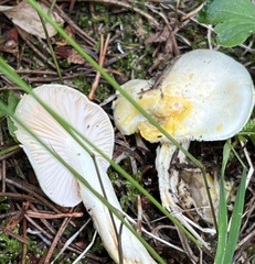 Hygrophorus chrysodon