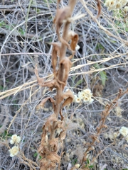 Pseudognaphalium californicum