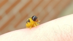 Macremphytus testaceus