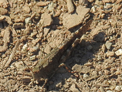 Trimerotropis verruculata